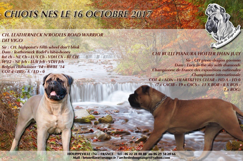 De L'Arche Des Loups Anges - Bullmastiff - Portée née le 16/10/2017