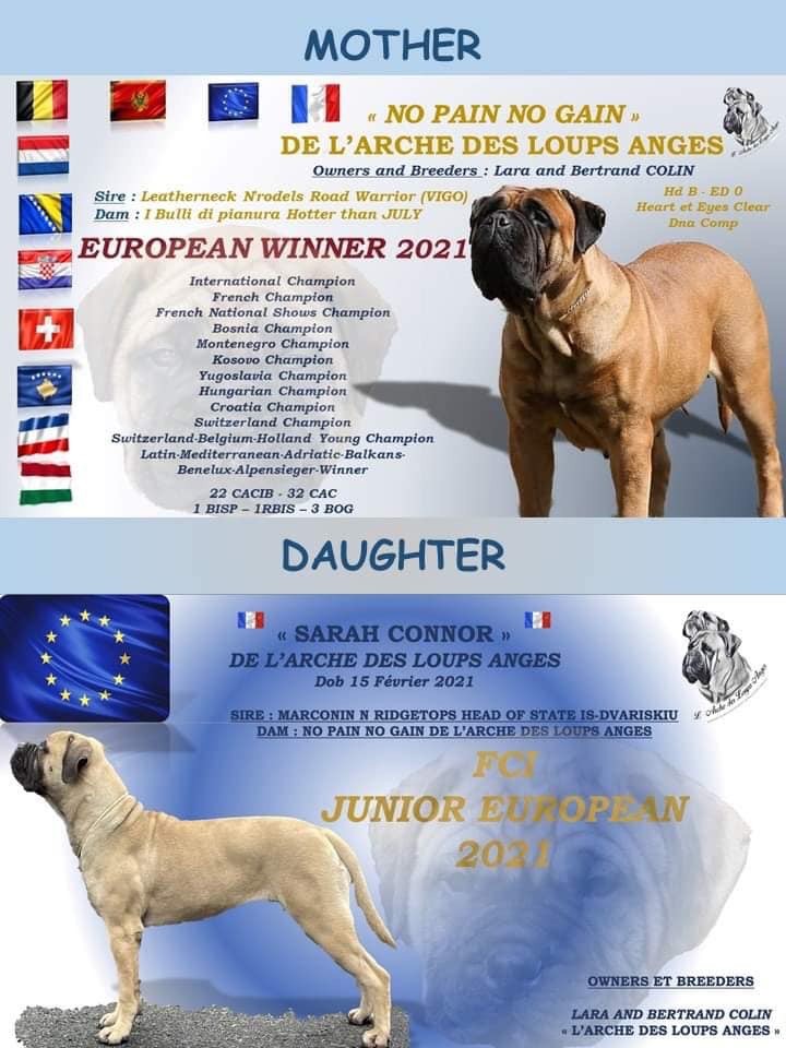 De L'Arche Des Loups Anges - 3 championnes d'Europe à l'élevage !
