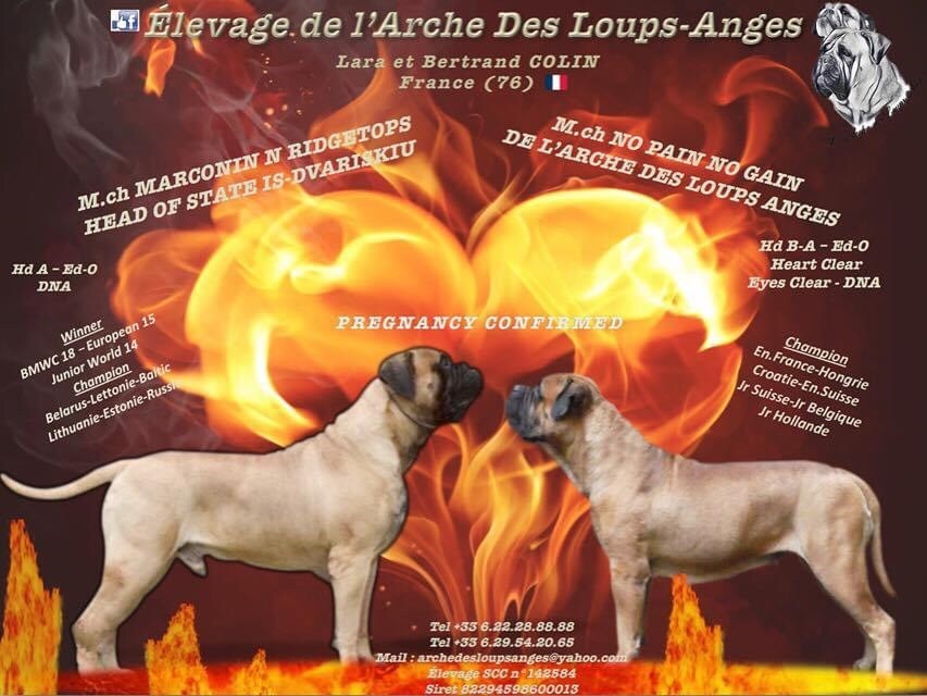 De L'Arche Des Loups Anges - Bullmastiff - Portée née le 15/02/2021