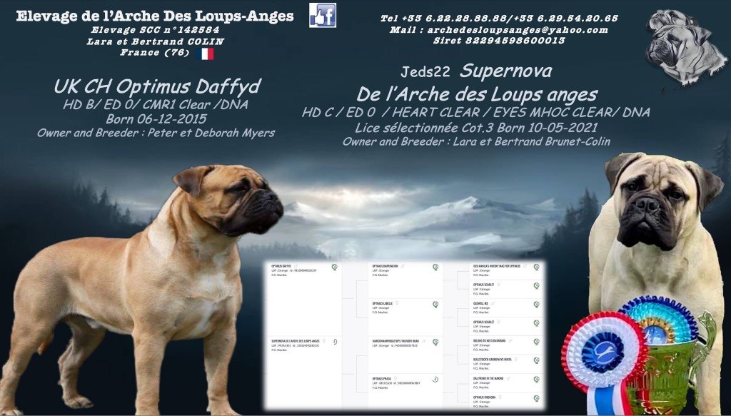 chiot Bullmastiff De L'Arche Des Loups Anges