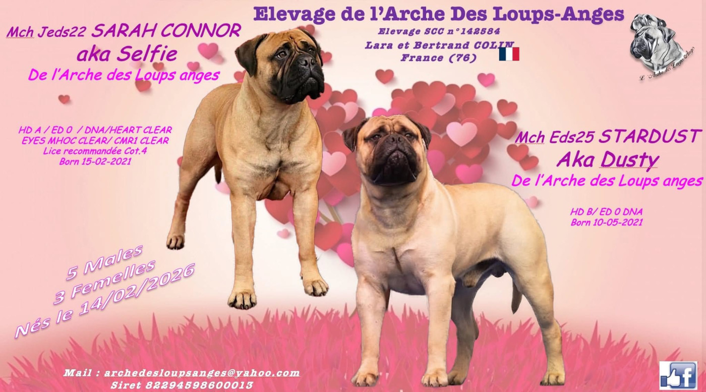Chiot Bullmastiff De L'Arche Des Loups Anges