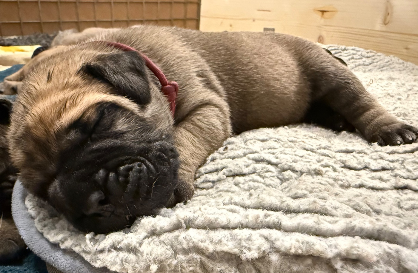 De L'Arche Des Loups Anges - Chiots disponibles - Bullmastiff