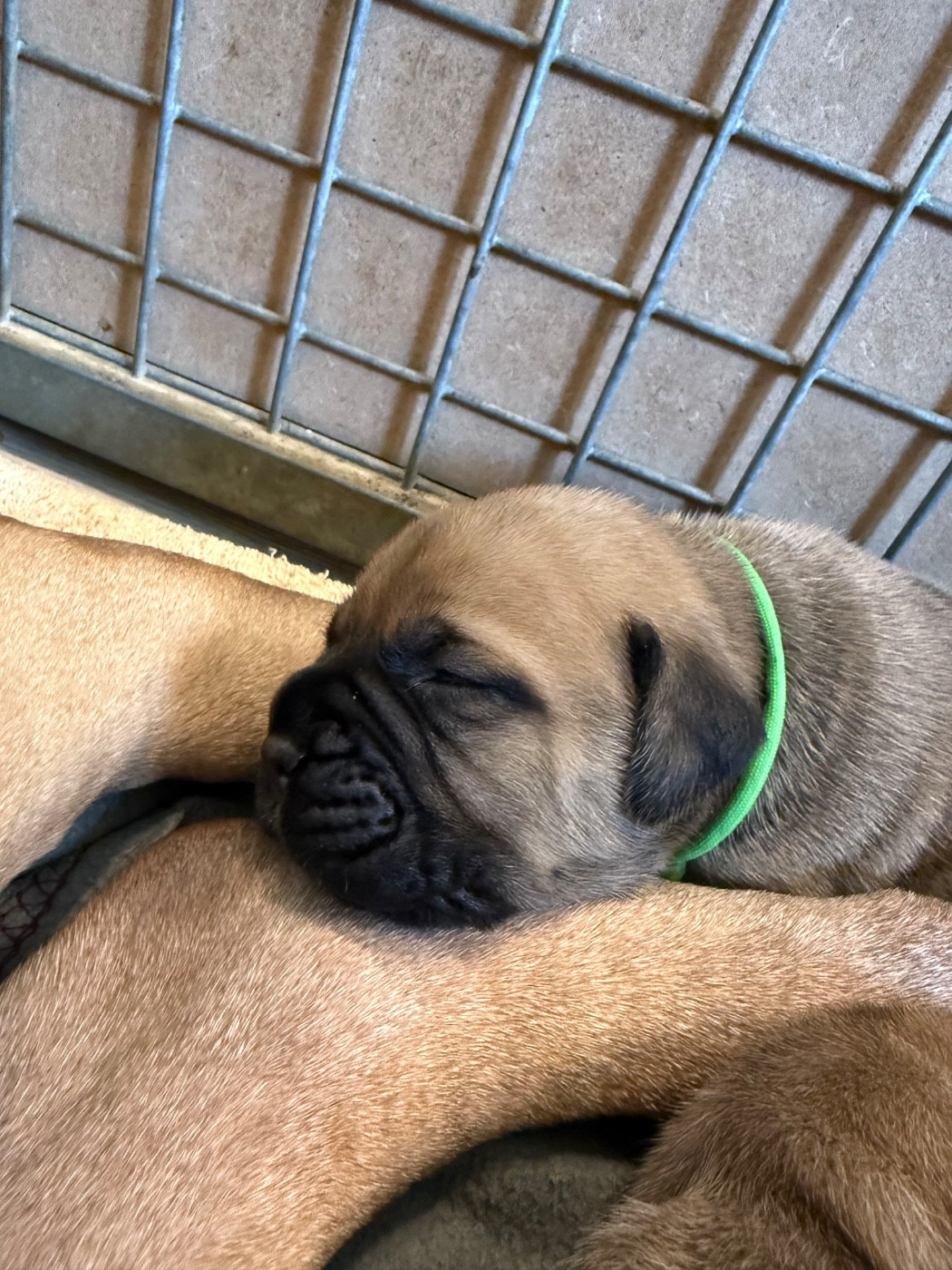 De L'Arche Des Loups Anges - Chiots disponibles - Bullmastiff