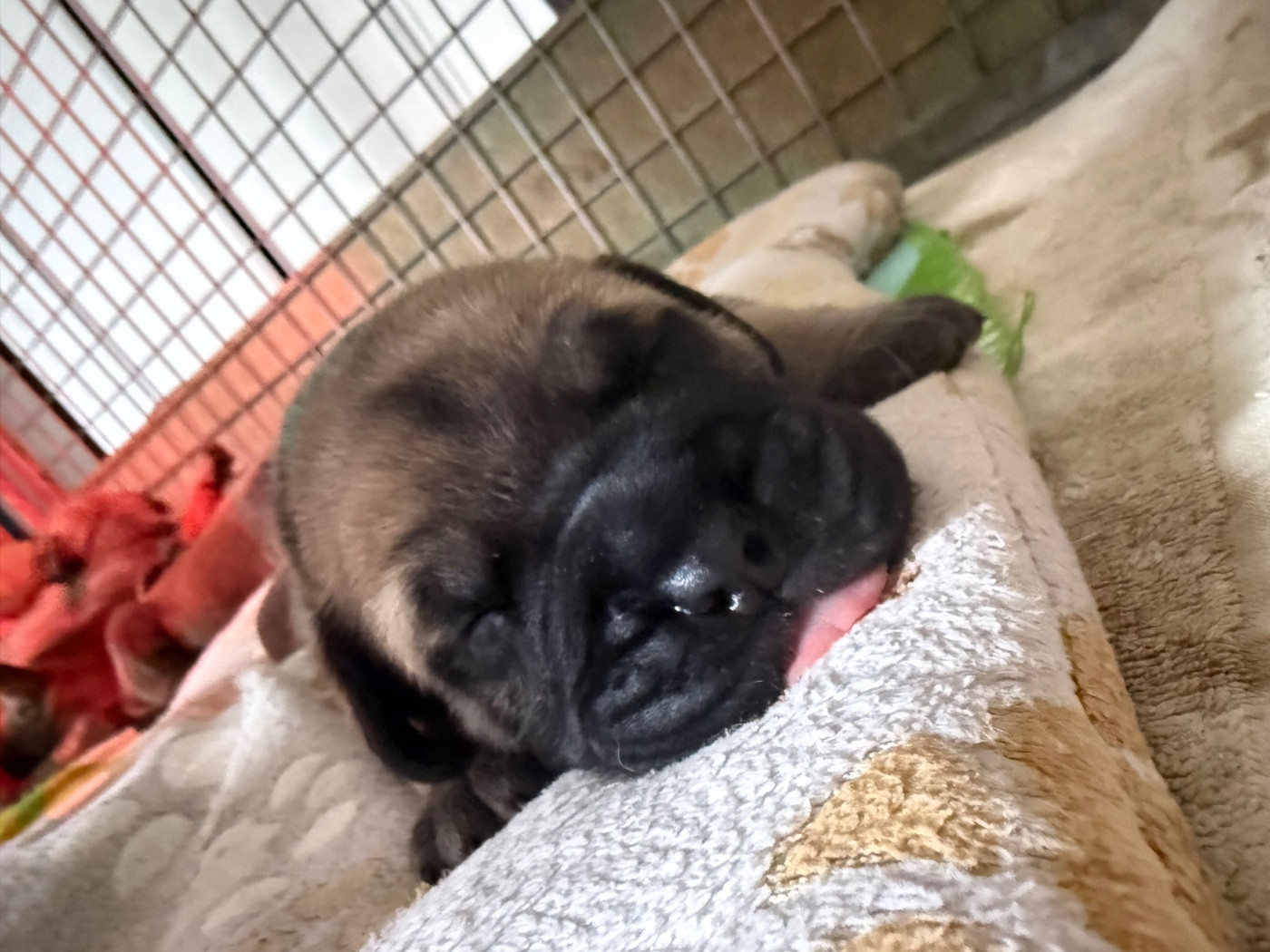 De L'Arche Des Loups Anges - Chiots disponibles - Bullmastiff