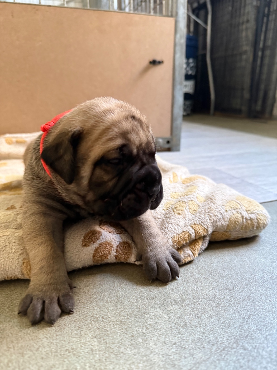 De L'Arche Des Loups Anges - Chiots disponibles - Bullmastiff