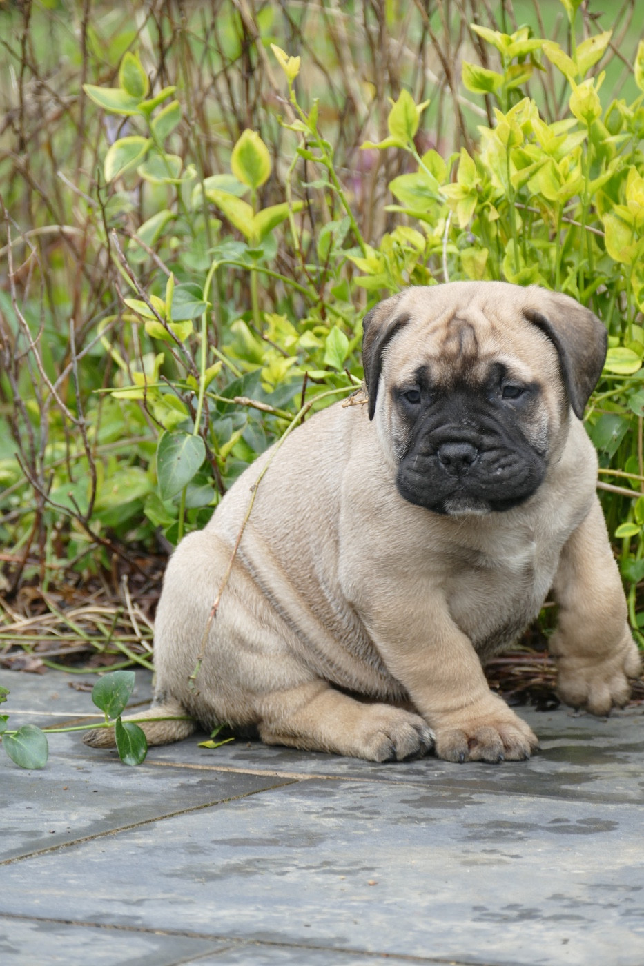 De L'Arche Des Loups Anges - Chiots disponibles - Bullmastiff
