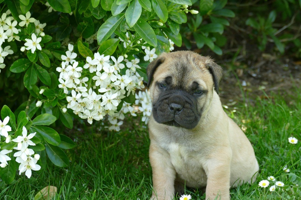 De L'Arche Des Loups Anges - Chiots disponibles - Bullmastiff