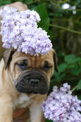 CHIOT 3