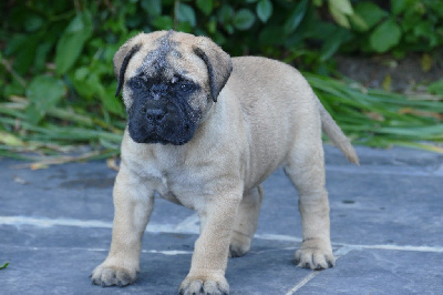 CHIOT 7