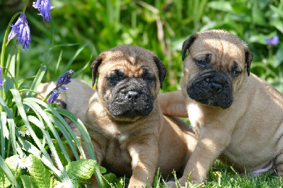 CHIOT 6