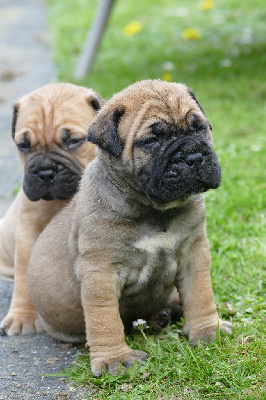 CHIOT 1