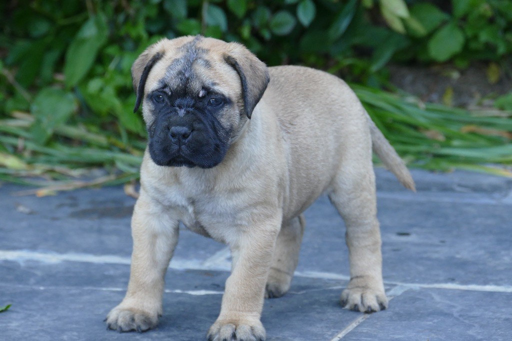 De L'Arche Des Loups Anges - Chiots disponibles - Bullmastiff