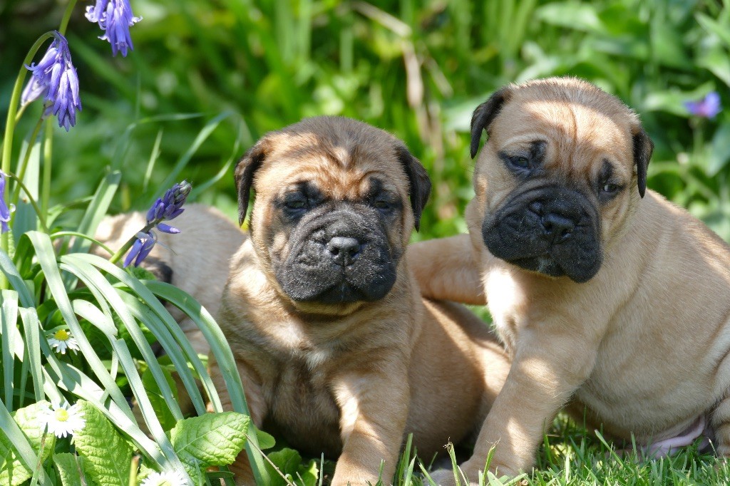 De L'Arche Des Loups Anges - Chiots disponibles - Bullmastiff